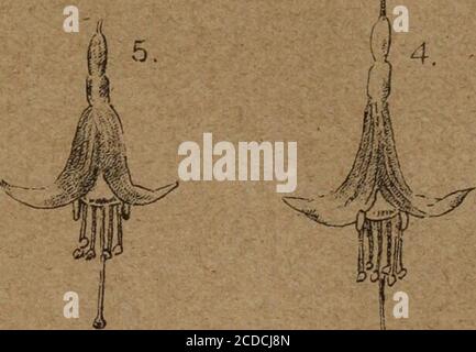 . Transactions de la Société royale de Nouvelle-Zélande . Banque D'Images