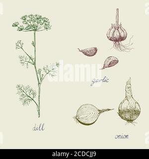Ensemble vintage d'épices, ail, oignon et aneth. Illustration de Vecteur