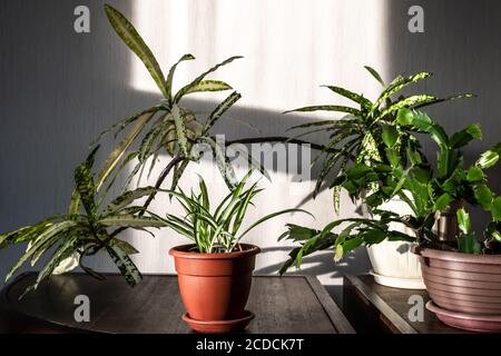 Plantes d'intérieur vertes à l'intérieur de la maison lors d'une matinée ensoleillée et lumineuse. Décoration chaleureuse avec plantes. Chlorophytum, Schlumbergera, Croton. Banque D'Images