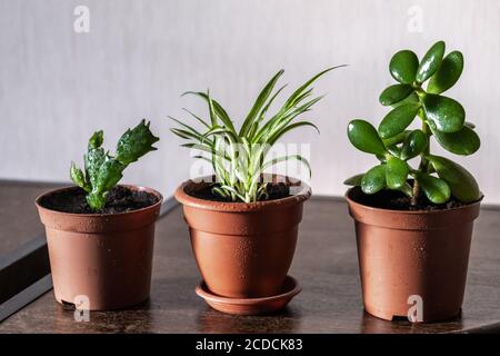 Trois fleurs intérieures différentes illuminées par la lumière du soleil. Jardinage à la maison. Maison confortable avec plantes. Chlorophytum, Schlumbergera, Crassula. Gros plan Banque D'Images