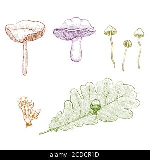 Ensemble de champignons et de feuilles dessinés à l'encre Illustration de Vecteur