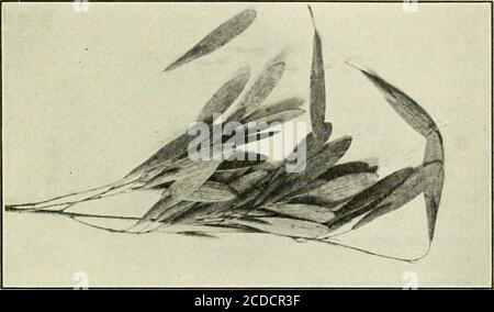 . Programme annuel pour la célébration de la journée Arbor dans les écoles du Rhode Island . . Graines 01 le Lindeu 18 Ash aucun de nos arbres n'affiche ses graines plus en vue que la cendre. Il fleuritierstôt au printemps avant l'apparition des feuilles, et les graines ne sont pas matures jusqu'à la fin de l'année. Une fois que les feuilles sont tombées des arbres, les graines restent en amas sur le. Groupe de graines de frêne et sont lentement battus par les vents de l'automne et de l'hiver. L'arbre montré dans la fron-Tispiece a été photographié en novembre et les grappes de graines sont montrées partout l'arbre.les graines sont petites et s Banque D'Images