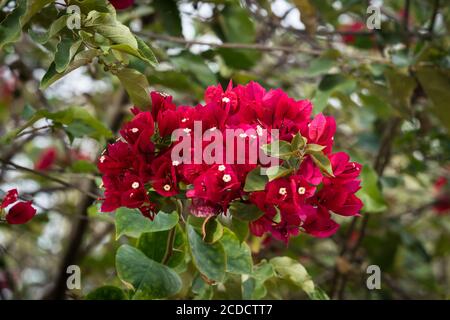 Bougainvillea fleurit, genre Bougainvillea, dans les ruines du parc national de Tulum à Quintana Roo, au Mexique. La fleur réelle est le très petit jaune pâle Banque D'Images