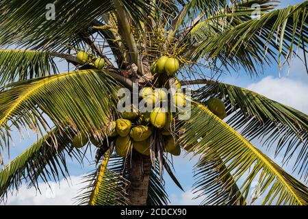 Cococotier, Cocos nucifera, parmi les ruines mayas du parc national de Tulum, Quintana Roo, Mexique. Banque D'Images