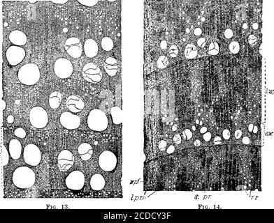 . Identification des bois économiques des États-Unis, y compris une discussion des propriétés structurelles et physiques du bois . différence de structure par rapport à ceux formés plus tard. Les éléments sont habituellement à parois plus minces, de longueur plus courte, et moins densément agrégés, de sorte que le noyau intérieur du bois est comparativelysoft et faible. Dans le bois des Dicotylédons, bien que les éléments caractéristiques de l'espèce soient tous présents, leur ar-arrangement caractéristique n'apparaît pas clairement jusqu'à plus tard. Ceci est particulièrement évident dans la répartition des vaisseaux et du parenchyme en bois dans de nombreux bois. C Banque D'Images