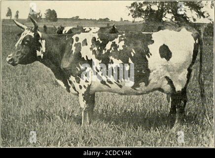 . Ayrshire Year book . wned par Good Hold Farm, Men-tor, Ohio.19153 Ethon Douglas, 197 (entrée 2d).... 10,097Owned par Chas. J. Bell, Hollis, N. H.22652 Drummonds Gem, 187 (entrée 3d). 10 094 Owned by Hill Top Farm, Wheel-ing, W. Virginie 23856 Auchenbrain Buntie 10th, 339 10,092 propriété de J. W. Clise, Redmond, Washington. 15885 Mamie Lena, 336 10,082 propriété de Good Hold Farm, Men-tor, Ohio. ^i 277.82 Brownie Acme, 571 10,069 propriété de F. W. Spalding, Poult-ney, V. 27669 Nettie MCC.,. 511 10,068 propriété de A. B. McConnell & son, Wellington, Ohio. 14.539 Rena Ross, 141 10,065 propriété de John R. Valentine, BrynMawr, Pa Banque D'Images