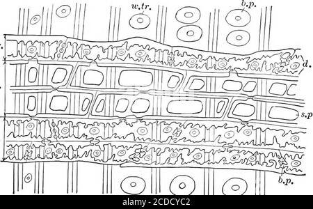 . Identification des bois économiques des Etats-Unis, y compris une discussion sur les propriétés structurelles et physiques du bois . parfois aussi des rayons faux. Chaque rayon, regardlessde sa largeur au milieu, s'incline à un bord de sorte que les marges supérieure et inférieure soient d'une largeur de cellule unique.* la distinction comparative qui rayons sur la coupe croisée présente à l'œil nu est importante dans la vérificationséparant les bois qui portent une ressemblance superficielle. Par exemple, les sections transversales * pour cette raison ne permettent souvent pas une idée correcte de la largeur de raywidth. BOIS ÉCONOMIQUES DES ÉTATS-UNIS 27 rayons à Sassa Banque D'Images