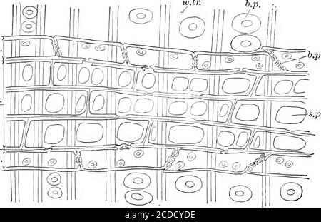 . Identification des bois économiques des Etats-Unis, y compris une discussion des propriétés structurelles et physiques du bois . ID à behomogenogenous; ceux qui contiennent à la fois des cellules verticales et des cellules procumbentèles, hétérogènes (Fig. 3). Les rayons hétérogènes sont caractéristiques de beaucoup de bois dicotylédones, et sont des caractéristiques d'importance inclassification. Par exemple, Celtis a des rayons hétérogènes, alors que ceux d'Ulmus sont homogènes. La même distinction est faite entre Salix et Populus, Sassafras et Fraxinus. Les rayons de Sassafras sont particuliers à avoir quelques cellules marginales abnor-méd Banque D'Images