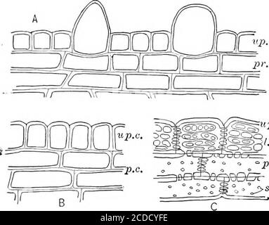 . Identification des bois économiques des Etats-Unis, y compris une discussion sur les propriétés structurelles et physiques du bois . a simplement été manquée par le plan de section. Cet épha-taille l'importance de faire des coupes transversales exactement à angle droit par rapport à l'axe de croissance, et des sections radiales aussi presque que possible parallèles aux rayons. 24 BOIS ÉCONOMIQUES DES ÉTATS-UNIS largeur et répartition, ainsi que le contour en coupe transversale des cellules constitutives (tôle III, fig. 1; tôle IV, Figs, 3, 4; plateau VI, Figs. 3, 4, 6). Les cellules à rayons sont généralement allongées dans la direction radiale. Banque D'Images