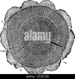 . Identification des bois économiques des États-Unis, y compris une discussion sur les propriétés structurelles et physiques du bois . -la tance par rapport au volume relatif; à quelques exceptions près, le droit morentôt et cylindrique et le plus libre des membres, des nœuds, et des défauts, les plus grands sont ses propriétés techniques et la valeur.ces propriétés sont largement déterminées par l'âge du treeet les caractéristiques inhérentes de l'espèce, bien que affectedby environnement. La rectitude et la clarté sont matériallyeinfluencées par la densité du peuplement. Une tige, branche ou racine ligneuse est composée de trois unlikepar Banque D'Images