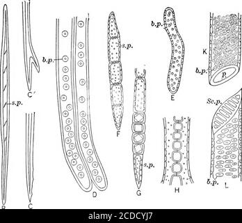 . Identification des bois économiques des États-Unis, y compris une discussion sur les propriétés structurelles et physiques du bois . et d'une importance relativement faible. Theyare caractéristique de Swietenia mahagoni et servir comme un meansof distinguant le bois de celui de certains autres closelyressemblant à lui. Les formes ordinaires sont très communes et sont la principale source de la résistance, de la dureté et de la dureté des bois dicotylédones.bien que leur fonction soit en grande partie mécanique, il est probable que les thatthey, en particulier ceux avec des fosses bordées, jouent un certain rôle, comme yetundéterminé, dans le transport de l'eau. Banque D'Images