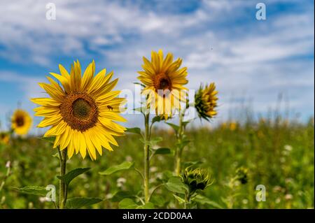 Tournesols en fleurs Banque D'Images