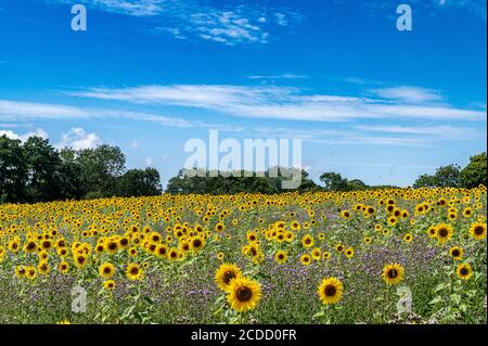Tournesols en fleurs Banque D'Images