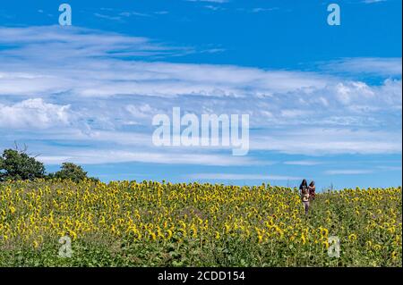 Tournesols en fleurs Banque D'Images