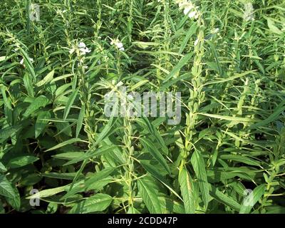 Sésame (Sesamum orientale, Til, Till). Avec des fleurs, floraison en été, pousse de la plante de Sesame, récolte, graine, lever du soleil aux champs Banque D'Images