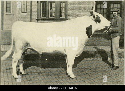 . Livre d'année Ayrshire . Earls Choice of Spring Hill Sire of 36 in Advanced RegistryOwned by S. S. Karr & son, Almond, N. Y.. Victor Hugo d'Avon, prix 2d, deux ans, salon national du lait, 1913Owned by W. P. Schanck, Avon, N. Y. 44 forme d'âge mûr (cinq ans et plus)—Co7itinued. Livres Livres Livres %lait. Graisse. Beurre. FAT.15096 Reine de Barclay, 148 (entrée 2d) . 11,258 414.86 488 3.68Owned par Geo. H. McFadden,Rosemont, Pa. 17452 Eugenie Douglas, 83 (entrée 3d) 11,252 416.90 490 3.71 propriété de John E. Valentine, BrynMawr, Pa. 32777 Netherhall Kate 20th, 896. .. 11,239 457.59 538 4.07 propriété d'Adam Banque D'Images