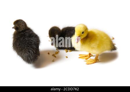 Un Petit Bebe Caneton Jaune Et Marron Avec De L Eau Sur La Tete Photo Stock Alamy