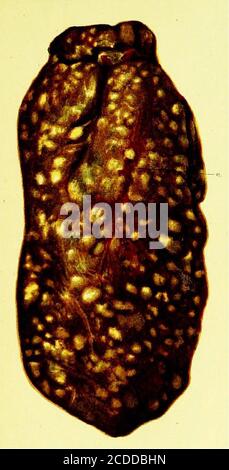 . Un guide pratique pour l'inspection de la viande . FiO. 18.—spires des intestins d'un Hen, montrant— «, U. U. a. Nodules tubérculaires Hessile dans les parois intestinales.b, UN lar^e tubérculaire pédiculé l«(oduie.c. c. c. c. TuteRtines. t d. tl. d. 3Iesenterie et mésentérique |at. FiO. 19.—Burface externe d'un lobe du foie d'un Hen, montrant (masses jaunes) la tuberculose imiversale.a. Capillaires éloignés et agrandis de sa capsule. Banque D'Images