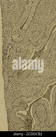 . Les éléments de l'histologie pathologique avec une référence spéciale aux méthodes pratiques . Banque D'Images