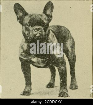 . Chiens comme compagnons à la maison; un livre pour tous les amoureux de chiens . chiens 53 froissage une fois de plus. Le chien est per-hap parmi ce que l'on pourrait appeler les variétés à prix élevé, mais il est également indispensable d'acheter un waster qui répondra au même but pour une combaion que le chien d'exposition parfait. Abreeder of chows m'a dit un jour: Cette race a tout le mys oriental à ce sujet que l'on trouve dans l'ev-erything qui vient de la Fareast; ils semblent savoir ce que vous pensez et, parfois, ils sont là sur le tapis, un imaginesils vont réellement parler et vous dire ce qu'ils ont sur les esprits. Mais Banque D'Images