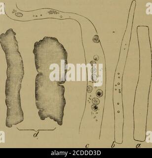 . Les éléments de l'histologie pathologique avec une référence spéciale aux méthodes pratiques . Banque D'Images