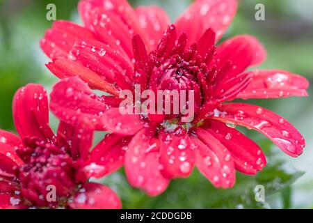 Gros plan des fleurs rouges de Chrysanthemum morifolium après la pluie avec gouttes d'eau Banque D'Images