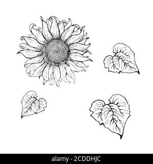 Illustration de tournesol gravée d'époque. Tournesol isolé . Illustration vectorielle Illustration de Vecteur