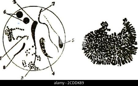 . Un guide pratique pour l'inspection de la viande . FiO. 12, — Trigliina Spiraliscoolé dans sa capsule avec le muscle — après Kiichennieistci{. m4, Fig. IFI.—Fi-oni une préparation de la Fig. 15.—organisme Actinomycose. Voir ProfeBsor MFadyeans matière sépuleuse de-Description pulmonaire, p. 195. Posits in Bovine Tuberculosis, show-ing Tuberculosis. Banque D'Images