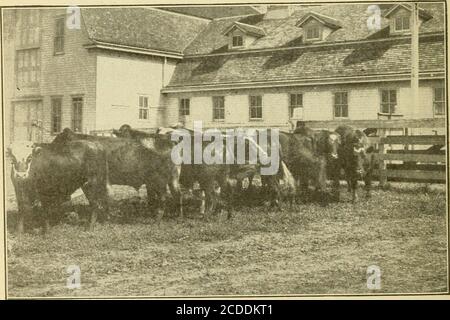 . Alimentation de stock rentable; un livre pour l'agriculteur . Lot. 1. Les steers ont alimenté le foin de prairie et de foin de l'entreprise. Coût, 3.90 $ la centaine; prix de vente, 5.10 $. Les steers de lot ont nourri le maïs, 90% : farine d'huile. 10 % et le foin de prairie. Coût, 3.90 $ par hun-dred : prix des sellins, 5.25 $. .Old Steers de deux ans dans un test du Nebraska pour montrer l'effet de la farine d'huile m a ration ou le maïs et le foin de prairie. 176 Banque D'Images