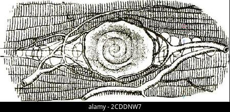 . Un guide pratique pour l'inspection de la viande . FiO. 11.—muscles de Hind Quarter de Calf, pelant Bladdersof Cystieperous Bovis—après Co^Bold. FiO. 12, — Trigliina Spiraliscoilé dans sa capsule avec le muscle — après Kiichennieistci{ Banque D'Images