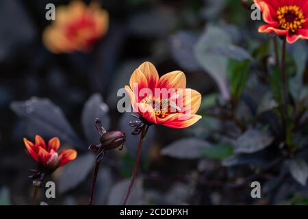 wink dahlia fond floral. Belles fleurs orange avec des feuilles sombres dans le jardin. Banque D'Images