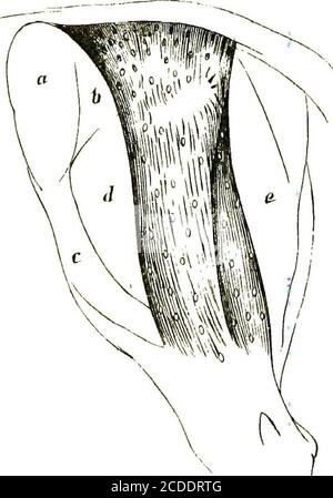 . Un guide pratique pour l'inspection de la viande . Pré. 13.—sang d'un bacille de Guinée-Fig mort Symptômesofomatic Anthrax.Blood - corpuscules, et entre les bacilles. FiO. 14.—coeurs sang d'une souris morte* d'Anthrax. 1. Disques sanguins. 2. Le corpuscule de sang blanc. 3. Bacilles anthracis.. FiO. 11.—muscles de Hind Quarter de Calf, pelant Bladdersof Cystieperous Bovis—après Co^Bold. Banque D'Images