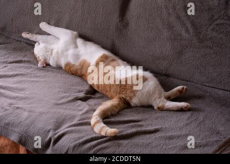 Chat rouge et blanc endormi couché sur le dos sur un tissu sombre avec les jambes étirées dans l'air. Une véritable créature du confort Banque D'Images