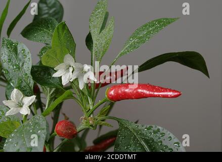 piment rouge Banque D'Images