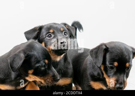 Trois chiots Jack Russell terrier posant, fond blanc. Mise au point sélective. Banque D'Images