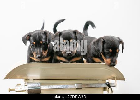 Trois chiots Jack Russell terrier posant sur une échelle de bébé vintage, fond blanc Banque D'Images