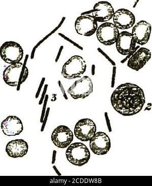 . Un guide pratique pour l'inspection de la viande . Pré. 13.—sang d'un bacille de Guinée-Fig mort Symptômesofomatic Anthrax.Blood - corpuscules, et entre les bacilles. FiO. 14.—coeurs sang d'une souris morte* d'Anthrax. 1. Disques sanguins. 2. Le corpuscule de sang blanc. 3. Bacilles anthracite. Banque D'Images