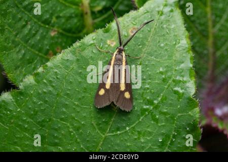 Forester Moth, Procridinae. Le genre Procris ou Ino est l'un des groupes de papillons de la famille des Zygaenidae qui sont étroitement liés au bu Banque D'Images