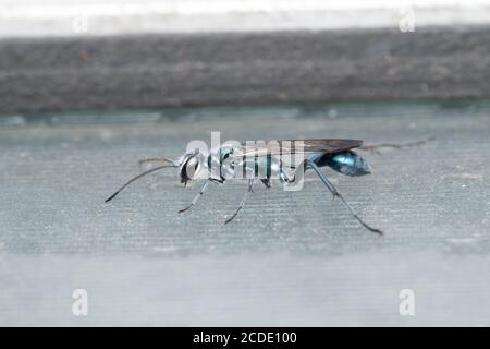 Latéral de la guêpe de cafard, Ampulex compressa, Satara, Maharashtra, Inde Banque D'Images