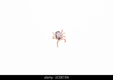 Tick, Ixodes persulfatus, Satara, Maharashtra, Inde Banque D'Images