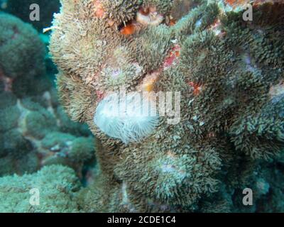 Spirobranchus giganteus également connu sous le nom de ver d'arbre de Noël, Habitat Shot, Seychelles. Ver qui vit sur les récifs de corail ontropicaux autour du monde. Banque D'Images