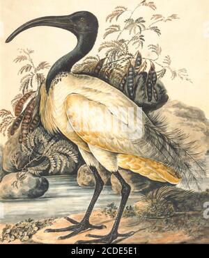 L'ibis à tête noire (Threskiornis melanocephalus), également connu sous le nom d'ibis blanc oriental, d'ibis blanc indien et d'ibis à cou noir, est une espèce d'oiseau à gué de la famille ibis Threskiornithidae qui se reproduit en Asie du Sud et du Sud-est, de l'Inde à l'ouest et à l'est, jusqu'au Japon. Peinture aquarelle du XIXe siècle par Elizabeth Gwillim. Lady Elizabeth Symonds Gwillim (21 avril 1763 – 21 décembre 1807) est une artiste mariée à Sir Henry Gwillim, juge puîné[1] à la haute cour de Madras jusqu'en 1808. Lady Gwillim a peint une série d'environ 200 aquarelles d'oiseaux indiens. Produit environ 20 y Banque D'Images