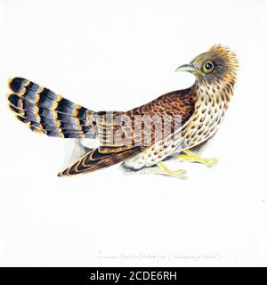 Faucon-cuckoo (Hiérococcyx varius Syn Cuculus varius) peinture aquarelle du XVIIIe siècle par Elizabeth Gwillim. Lady Elizabeth Symonds Gwillim (21 avril 1763 – 21 décembre 1807) est une artiste mariée à Sir Henry Gwillim, juge puîné à la haute cour de Madras jusqu'en 1808. Lady Gwillim a peint une série d'environ 200 aquarelles d'oiseaux indiens. Produite environ 20 ans avant John James Audubon, son travail a été acclamé pour sa précision et ses postures naturelles comme ils ont été tirés des observations des oiseaux dans la vie. Elle a également peint des poissons et des fleurs. Banque D'Images