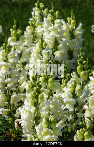 Snapdragon Antirrhinum majus Liberty Classic blanc Banque D'Images