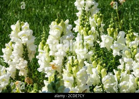 Snapdragon Antirrhinum majus Ribaro blanc Banque D'Images