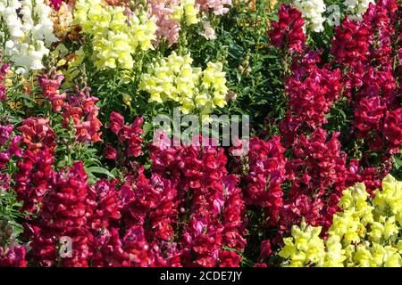 Snapdragon Antirrhinum majus Leo Red Banque D'Images