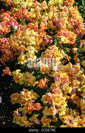 Snapdragon Antirrhinum majus Twinny Bronze nuances snapdragon fleur Banque D'Images