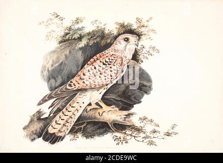 Femelle Kestrel commun (Falco tinnunculus) perchée sur une branche. Cet oiseau de proie fait partie de la famille des faucons. Elle est répandue en Europe, en Asie et en Afrique et se trouve parfois sur la côte est de l'Amérique du Nord. Peinture aquarelle du XVIIIe siècle par Elizabeth Gwillim. Lady Elizabeth Symonds Gwillim (21 avril 1763 – 21 décembre 1807) est une artiste mariée à Sir Henry Gwillim, juge puîné à la haute cour de Madras jusqu'en 1808. Lady Gwillim a peint une série d'environ 200 aquarelles d'oiseaux indiens. Produite environ 20 ans avant John James Audubon, son travail a été acclamé Banque D'Images