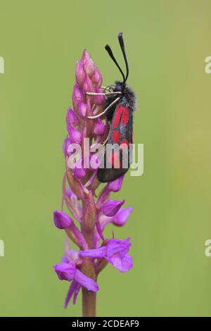 Béliers à hachet, Zygaena loti, Scotch Burnett Slender. Lechauen, Augsbourg Banque D'Images