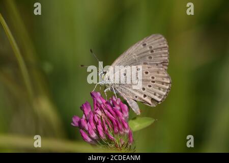 Bleu gentiane, Bleu Gentian Ant, Maculinea alcon, Bleu Alcon, Autriche, Autriche Banque D'Images